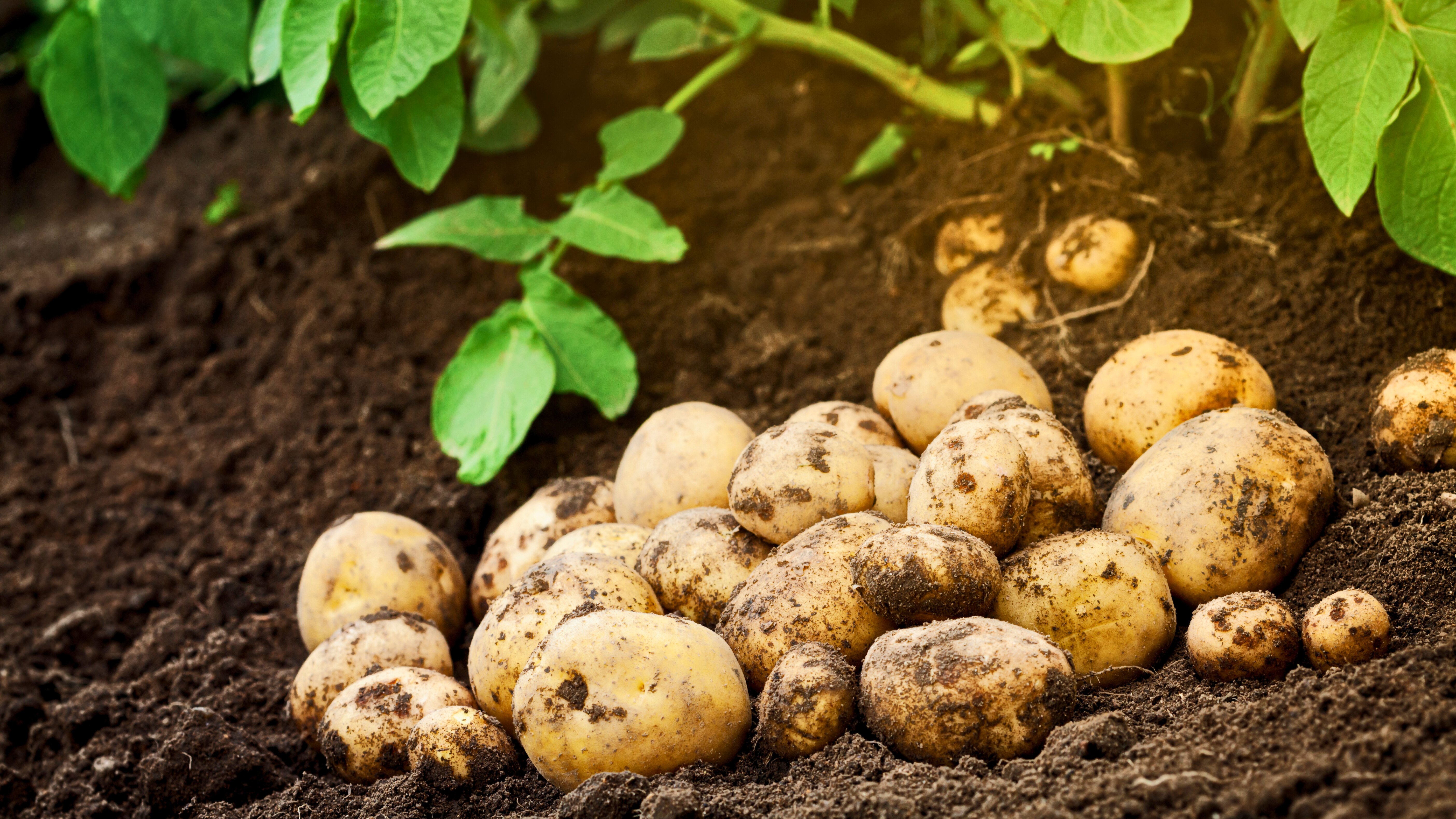 Kartoffeln pflanzen, pflegen und lagern