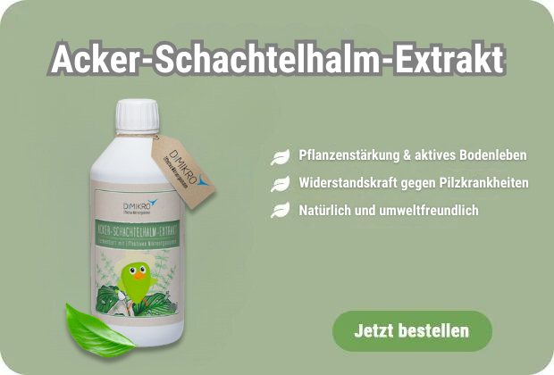 Acker-Schachtelhalm-Extrakt kaufen