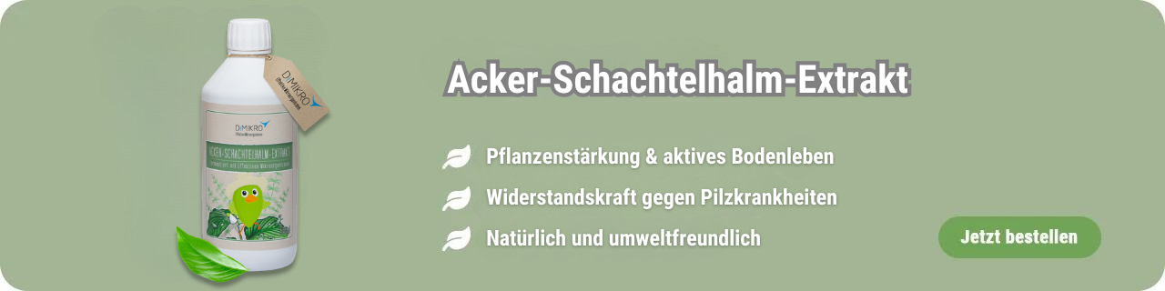 Acker-Schachtelhalm-Extrakt kaufen