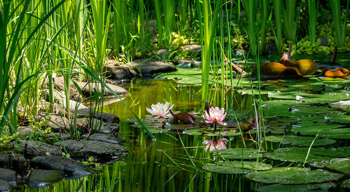 sauberer Gartenteich