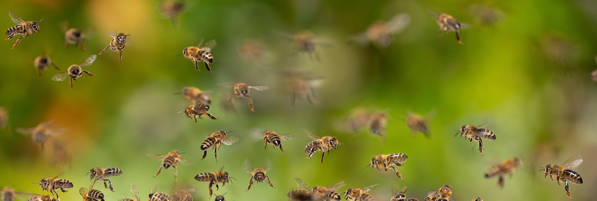 EM für Bienen