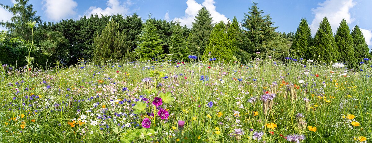 Wildblumen für Bienen