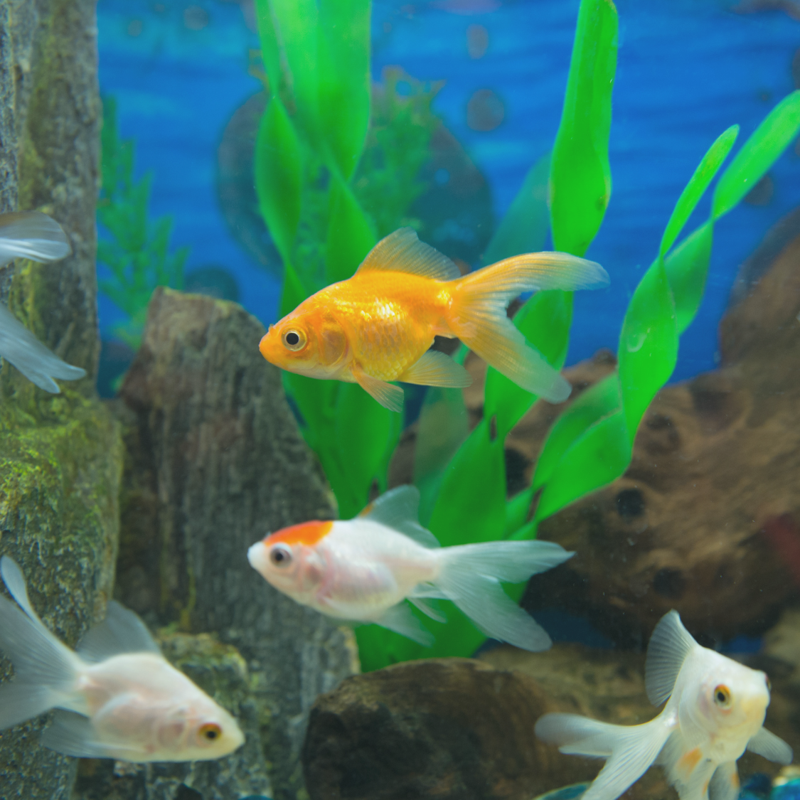 Effektive Mikroorganismen im Aquarium einsetzen