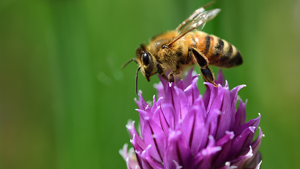 Wildbienen mit EM unterstützen