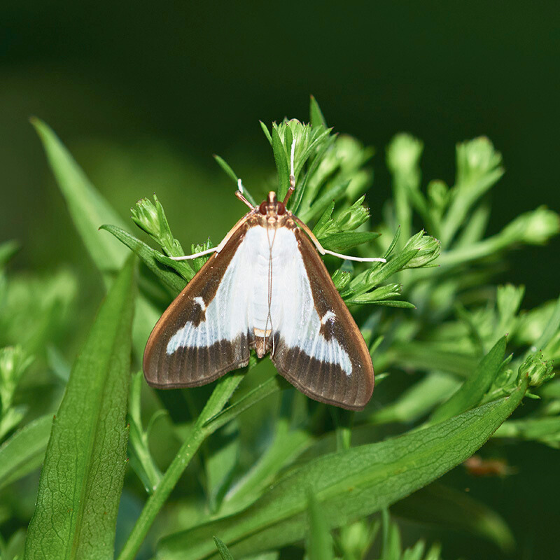 Buchsbaumzünsler vorbeugen 