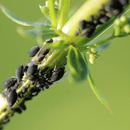 Biologische Schädlingsbekämpfung ohne Pestizide 