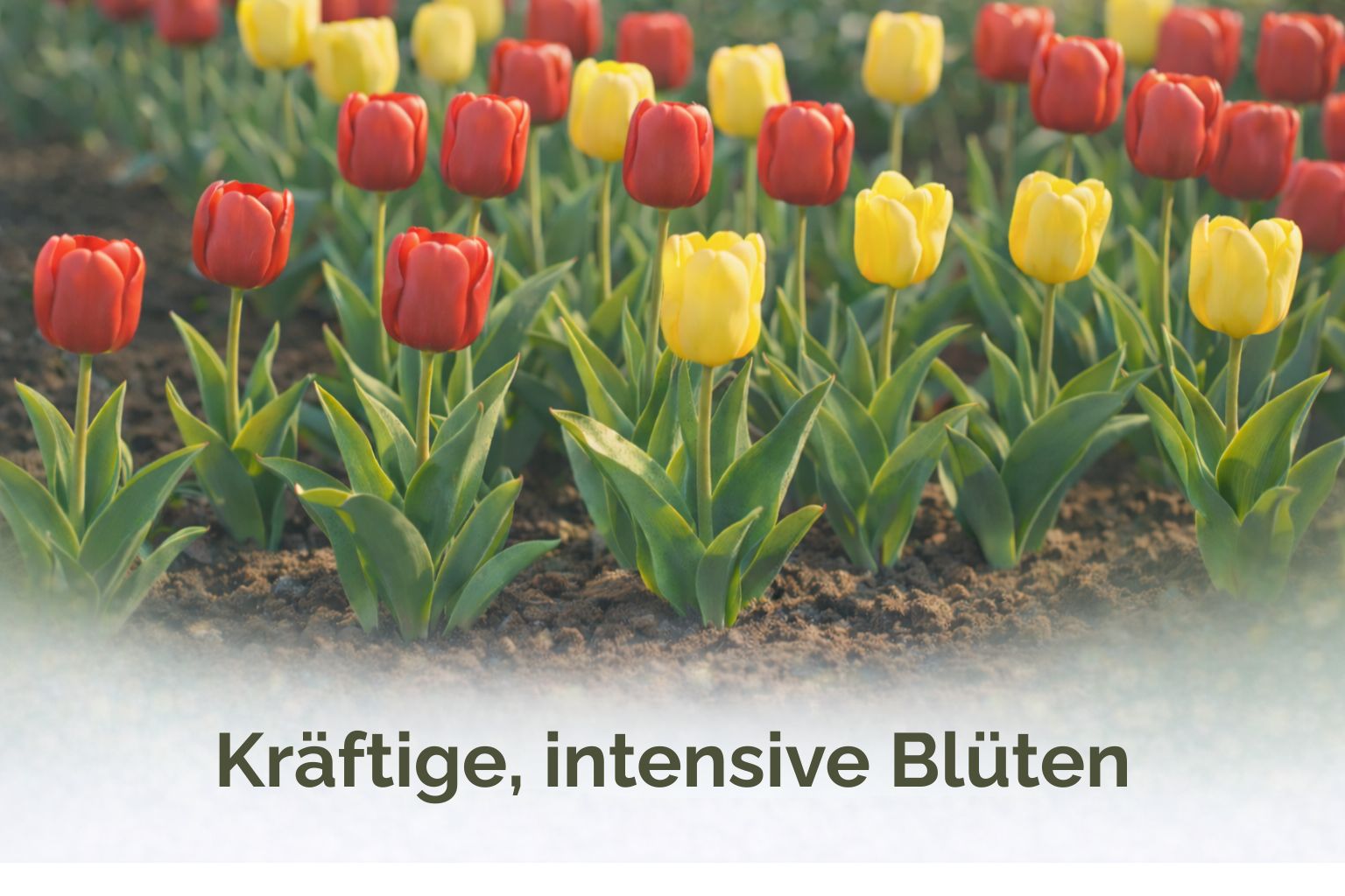 kräftige intensive Blüten