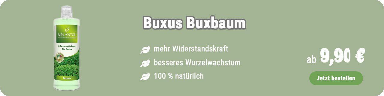 Pflanzenstärkung für Buchs kaufen