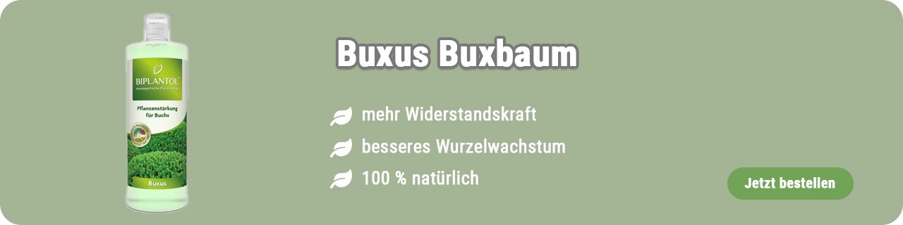 Pflanzenstärkung für Buchs kaufen