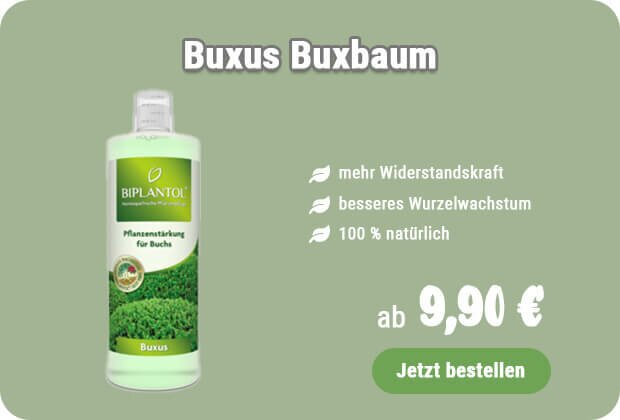 Pflanzenstärkung für Buchs kaufen