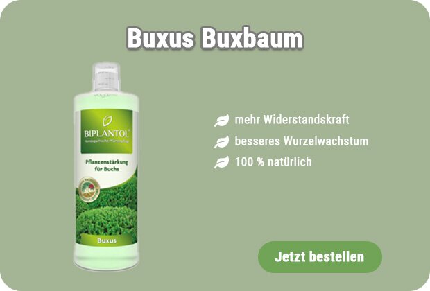 Pflanzenstärkung für Buchs kaufen