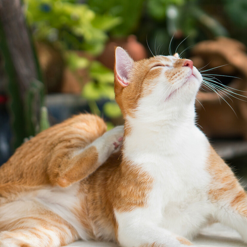 Allergien – sind Futtermilben gefährlich? 