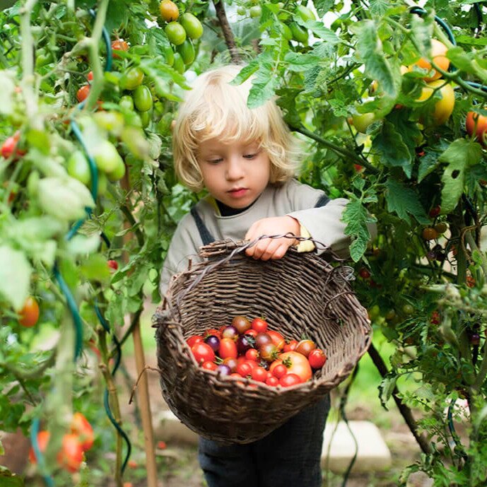 Tomaten pflanzen, pflegen und ernten – so geht's
