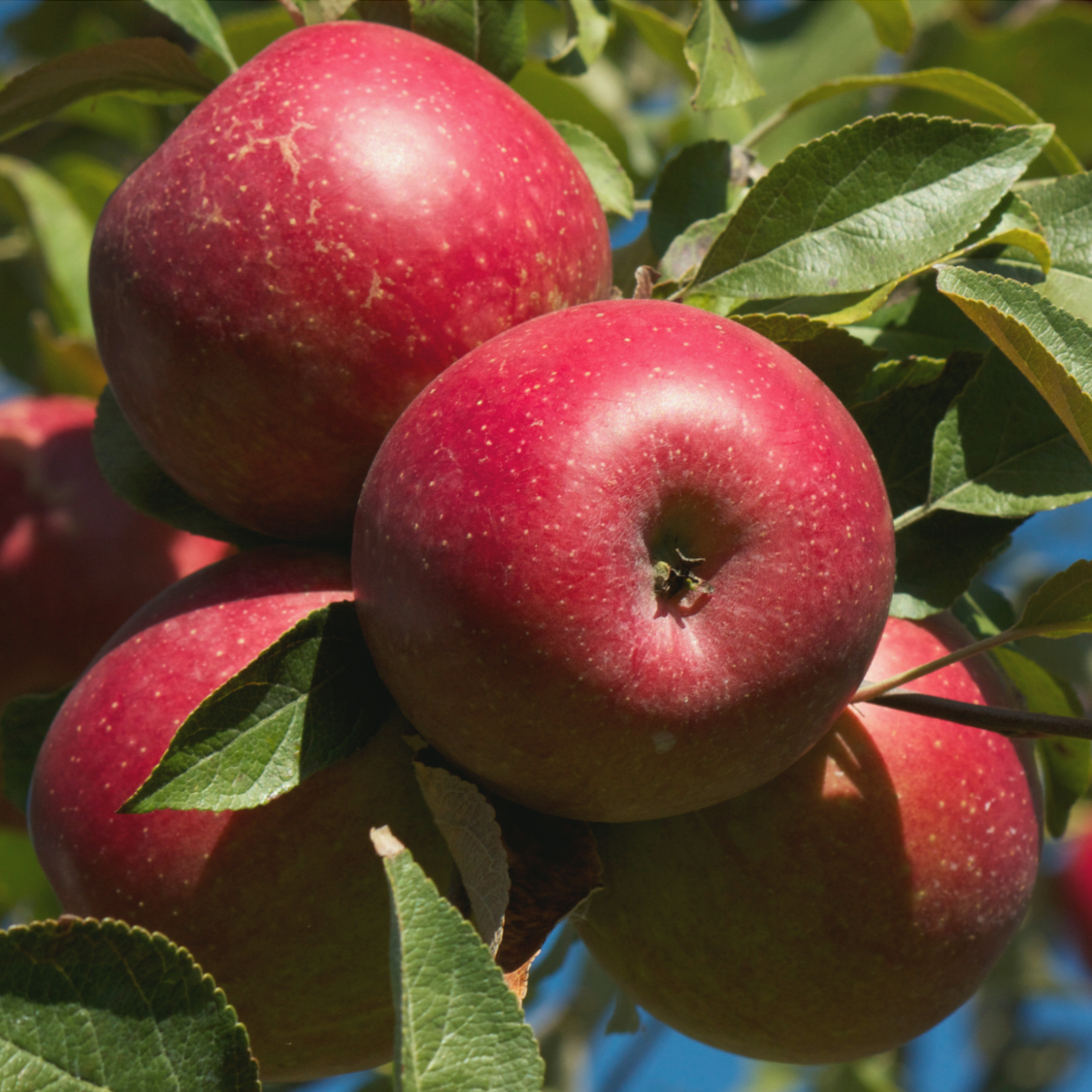 Gesunde Obstbäume mit Effektiven Mikroorganismen
