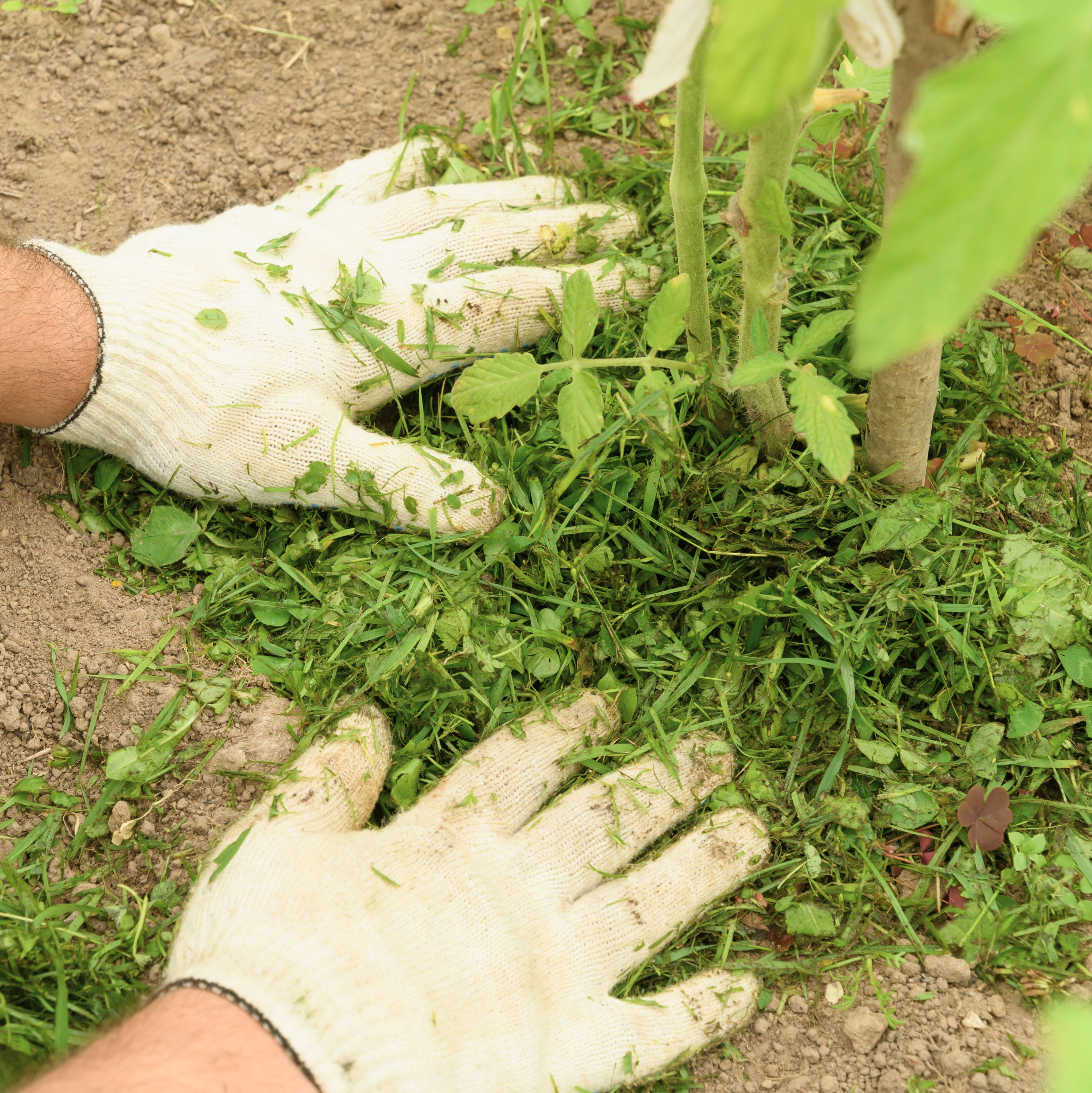 Mulch