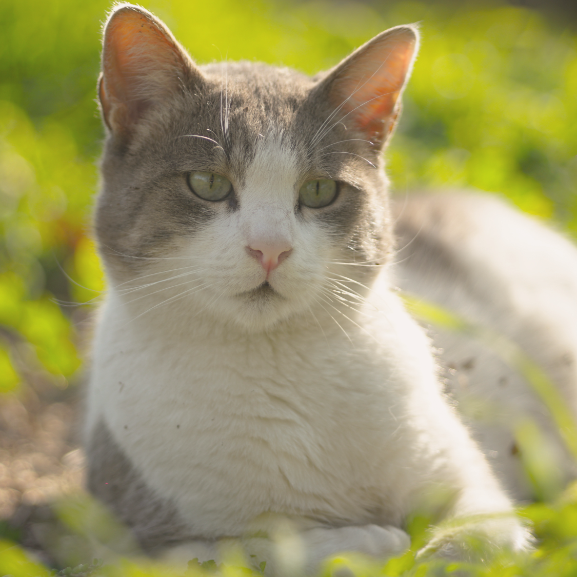 EM-Technologie für Katzen - Einsatz, Wirkung & Anwendung 