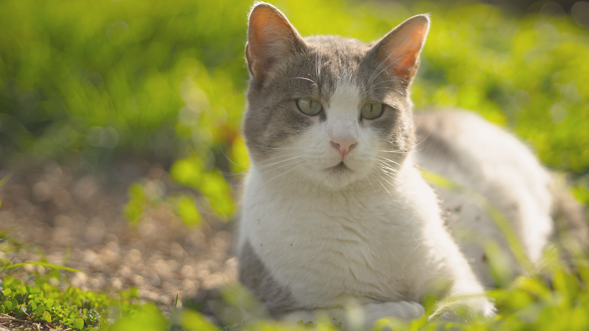 EM-Technologie für Katzen - Einsatz, Wirkung & Anwendung