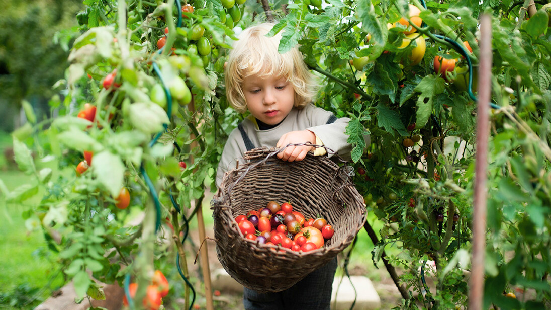 Tomaten pflanzen