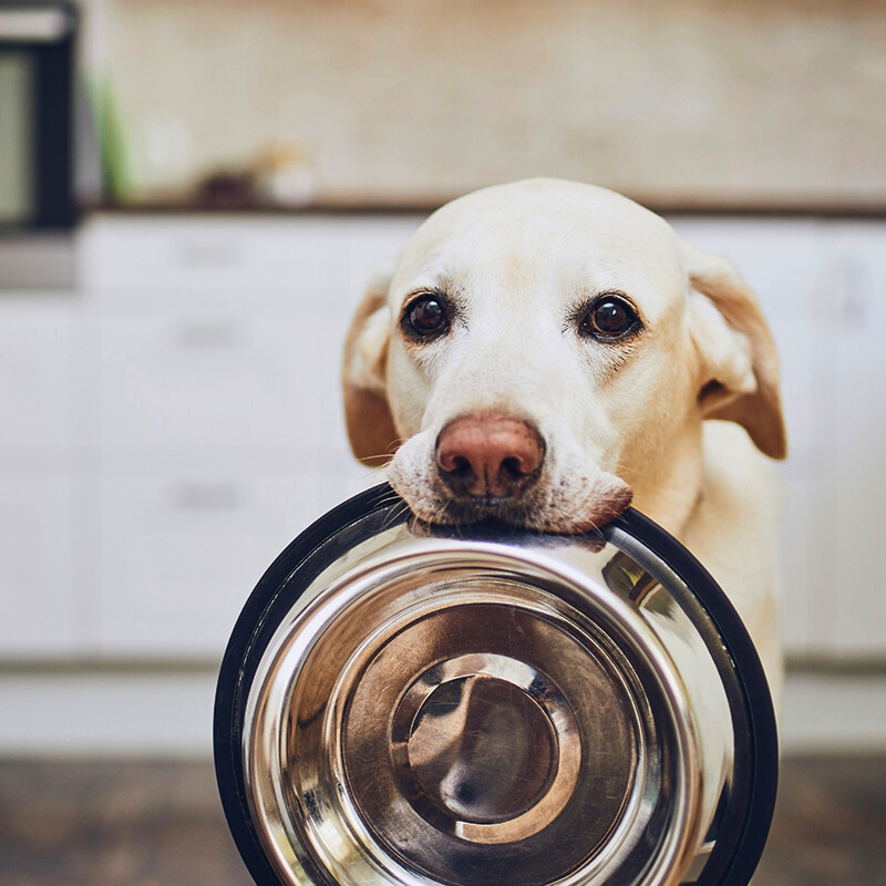 Wann und wie oft füttert man einen Hund?