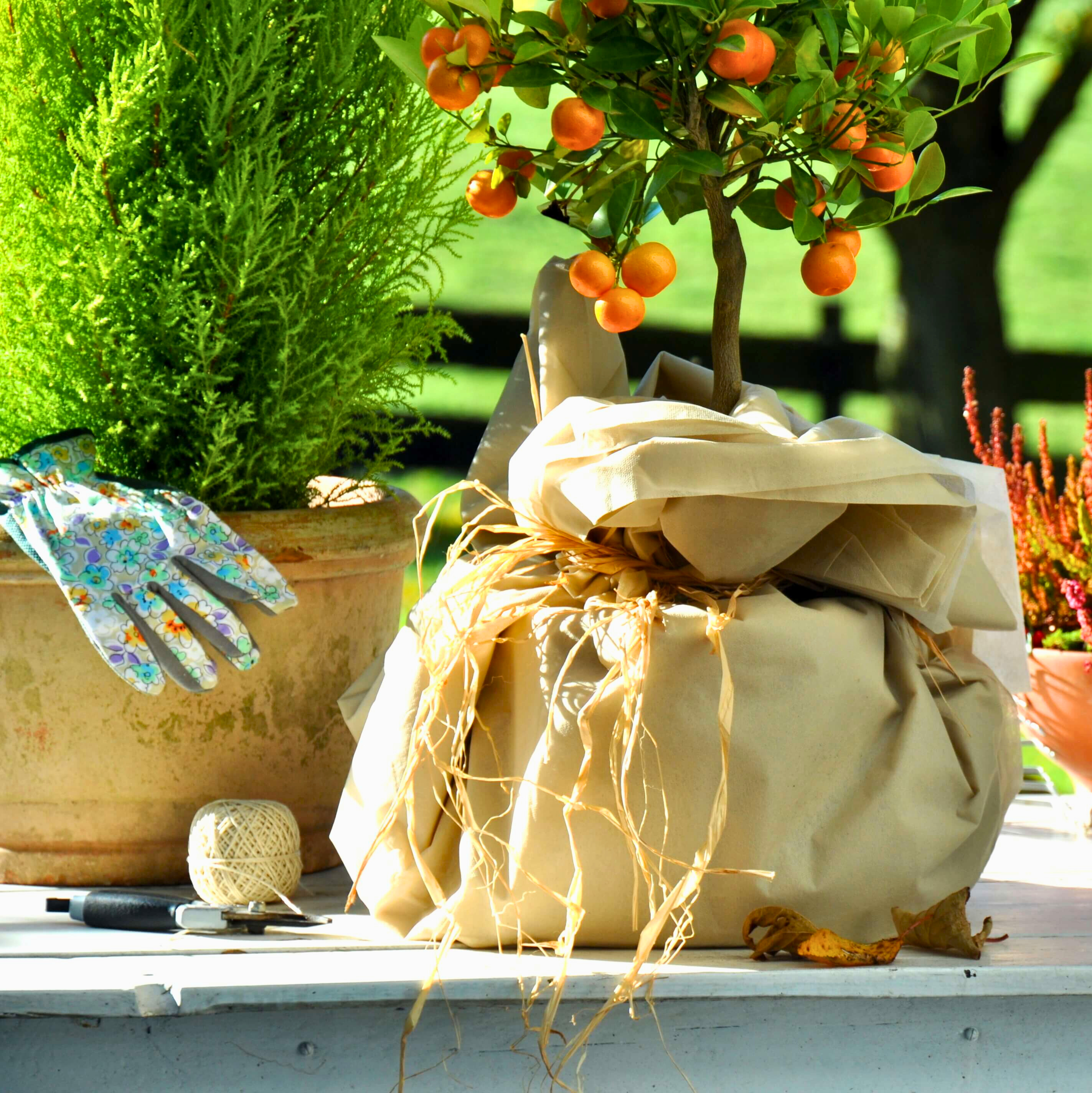 Pflanzen überwintern: So überstehen Garten & Balkon die Kälte