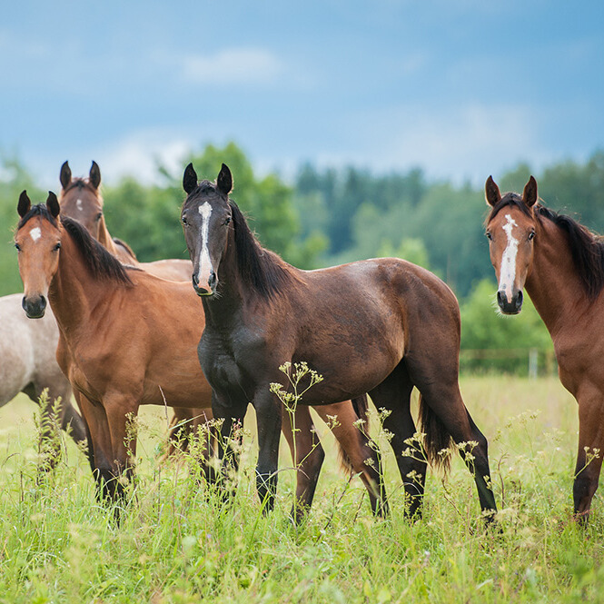 Pferdeweide pflegen mit Effektiven Mikroorganismen 