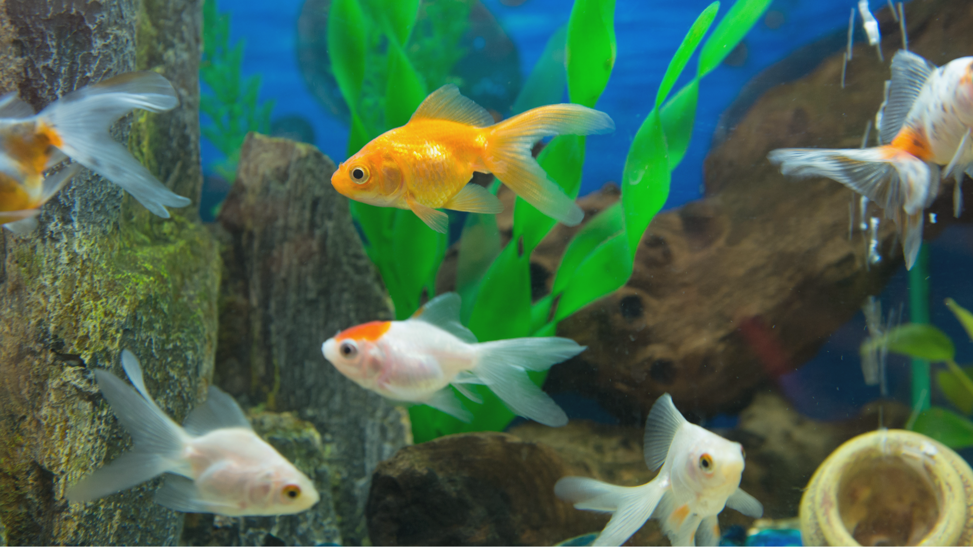 Effektive Mikroorganismen im Aquarium einsetzen