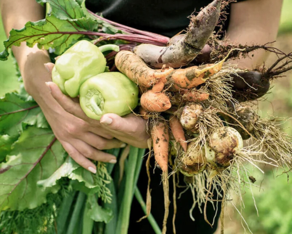 Ratgeber - Gemüsebeet anlegen