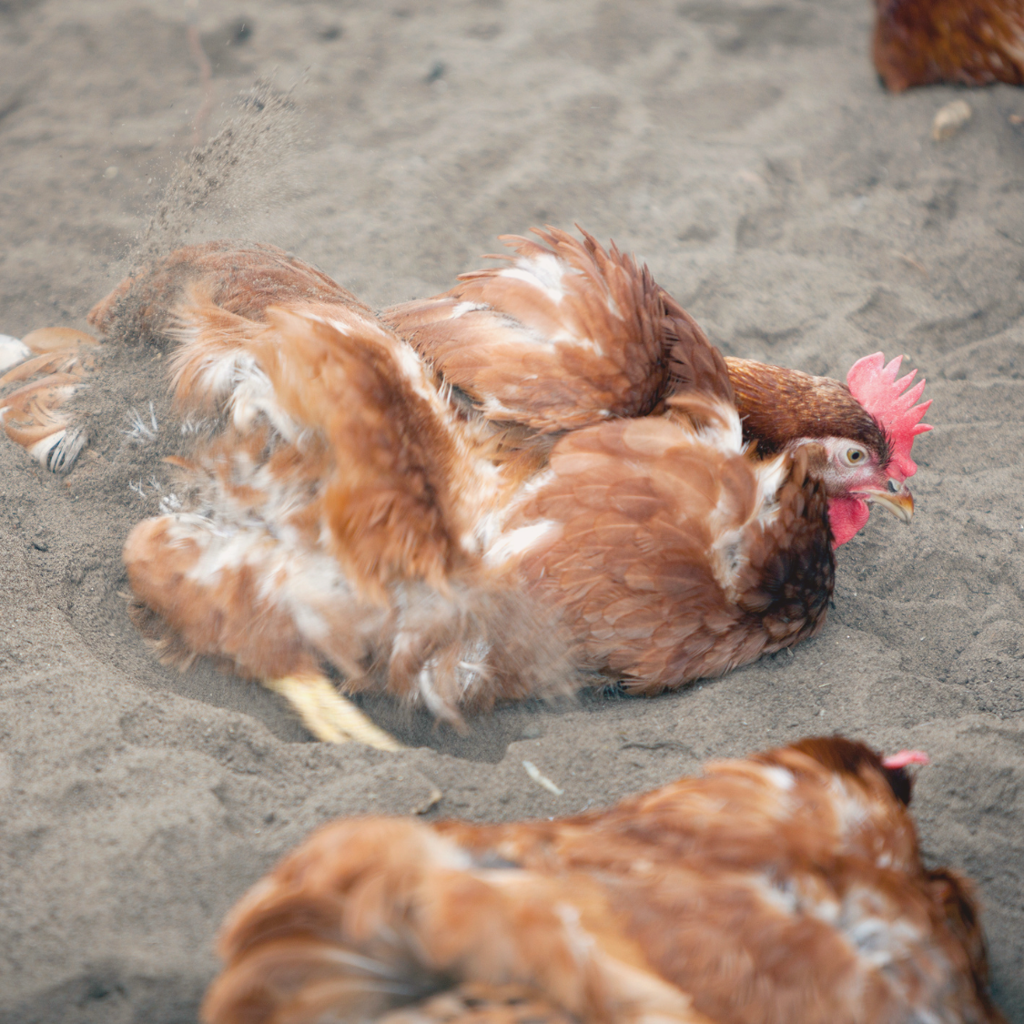 Huhn im Sandbad