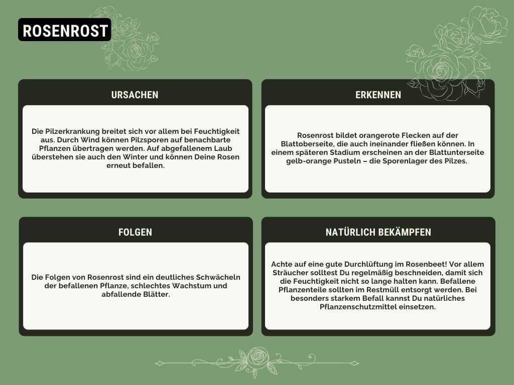 Rosenrost