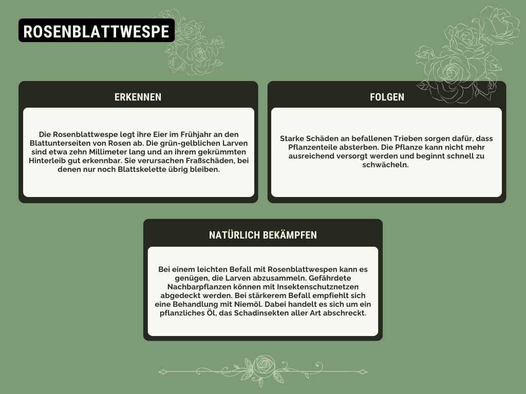 Rosenblattwespe