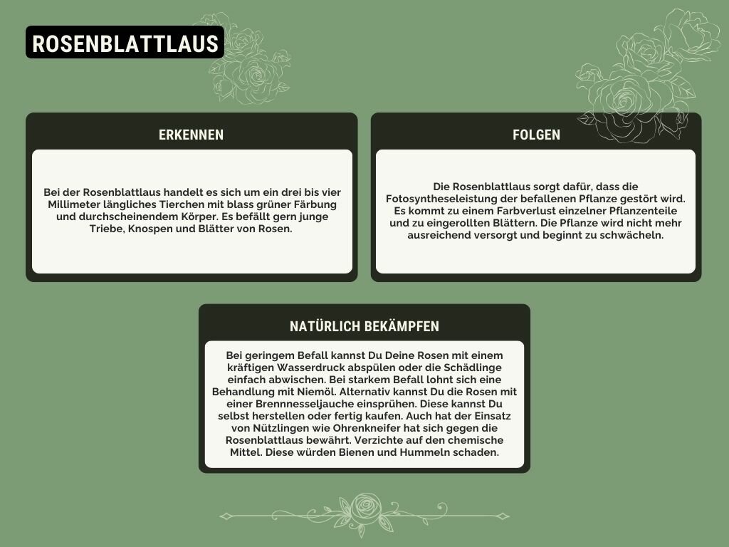 Rosenblattlaus