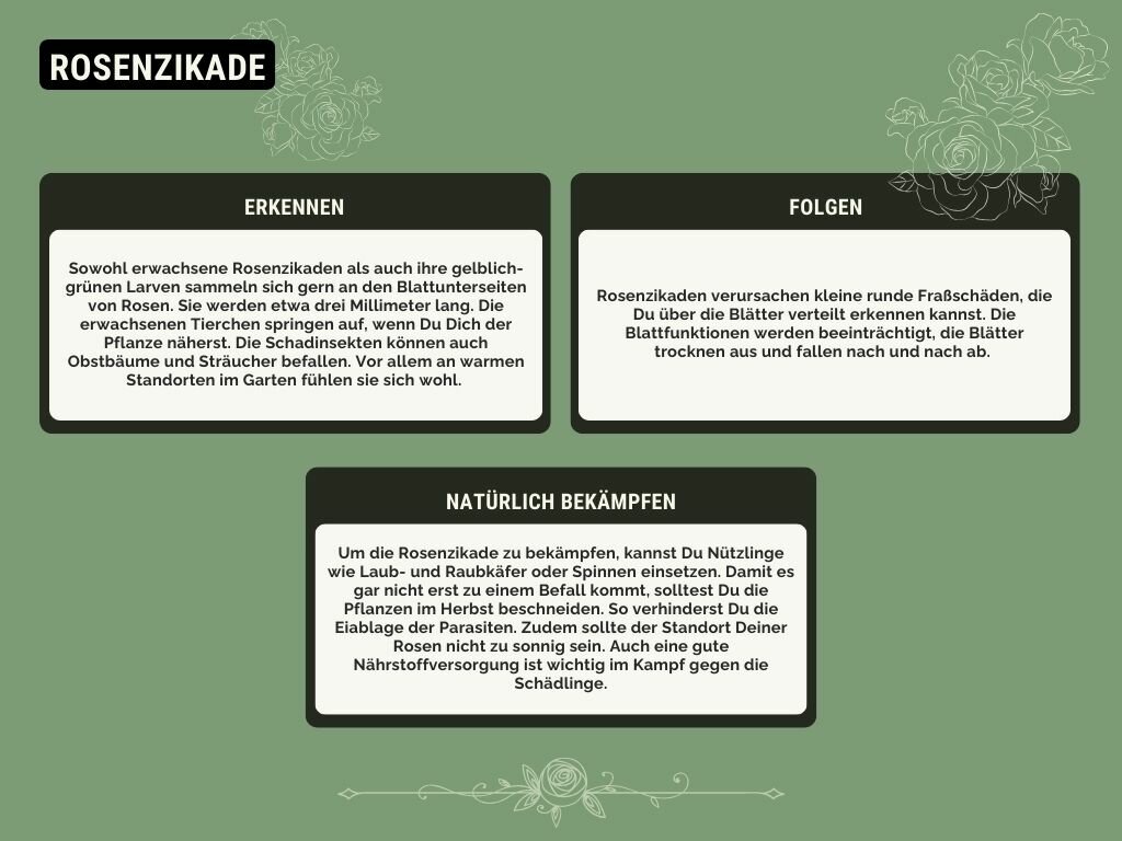 Rosenzikade