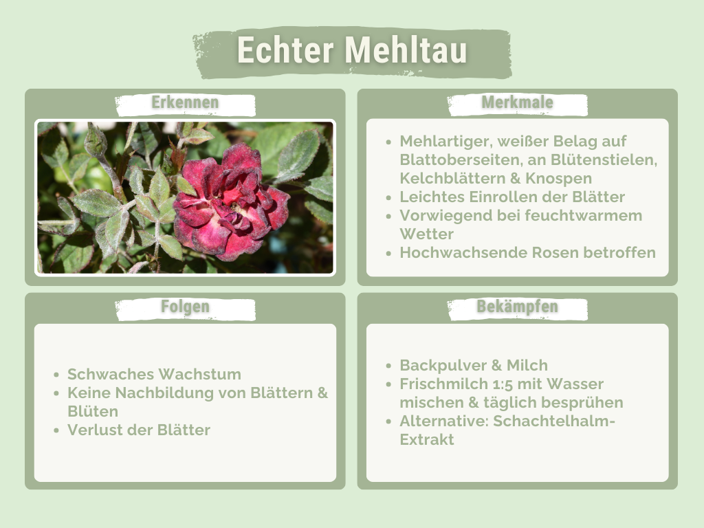 Echter Mehltau