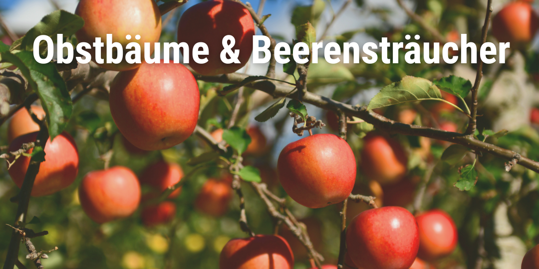 Obstbäume & Beerensträucher