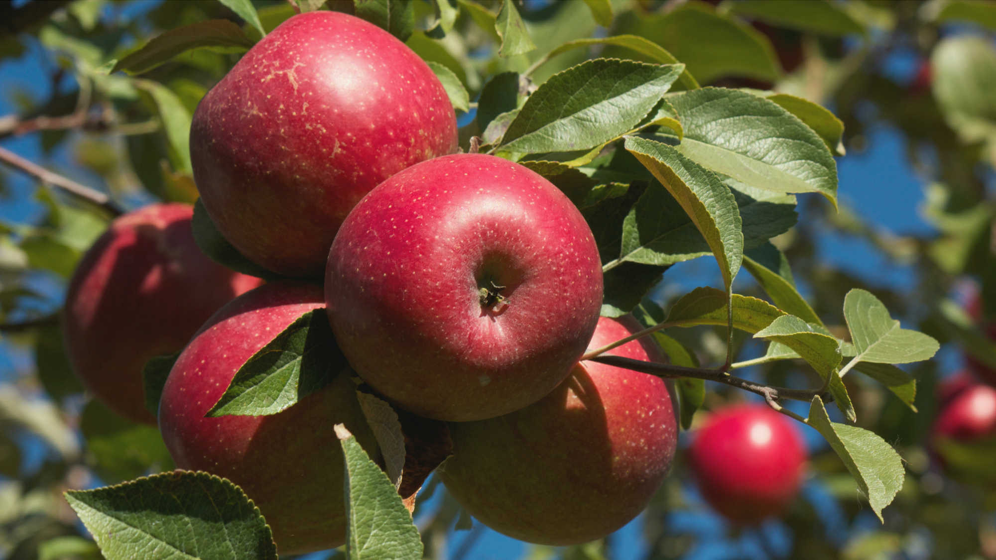 Gesunde Obstbäume mit Effektiven Mikroorganismen