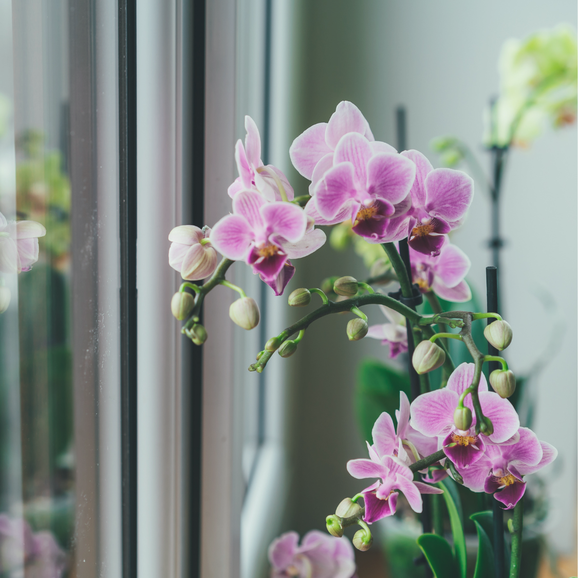 Guter Standort für Orchideen