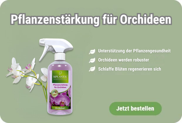 Pflanzenstärkung für Orchideen kaufen