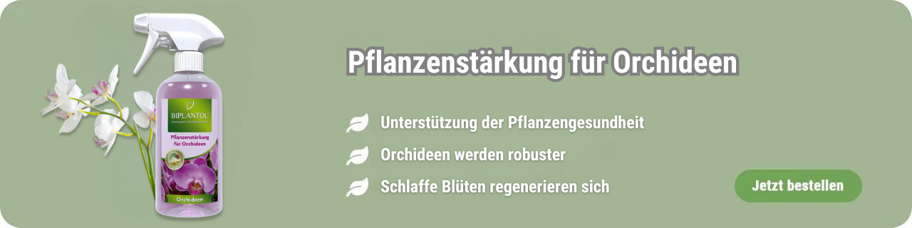 Pflanzenstärkung für Orchideen kaufen