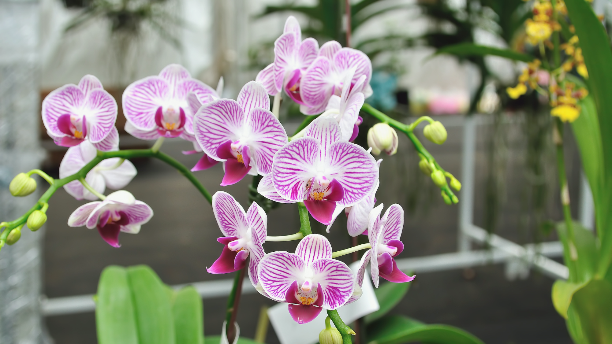 Die schönsten Orchideen mit Effektiven Mikroorganismen