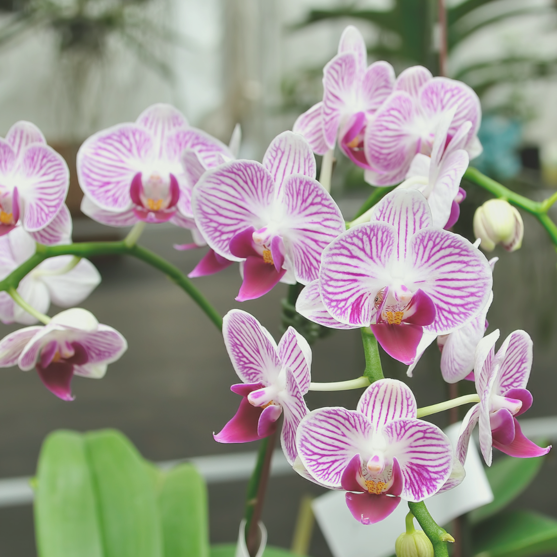 Die schönsten Orchideen mit Effektiven Mikroorganismen