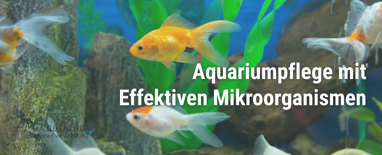 Effektive Mikroorganismen im Aquarium einsetzen