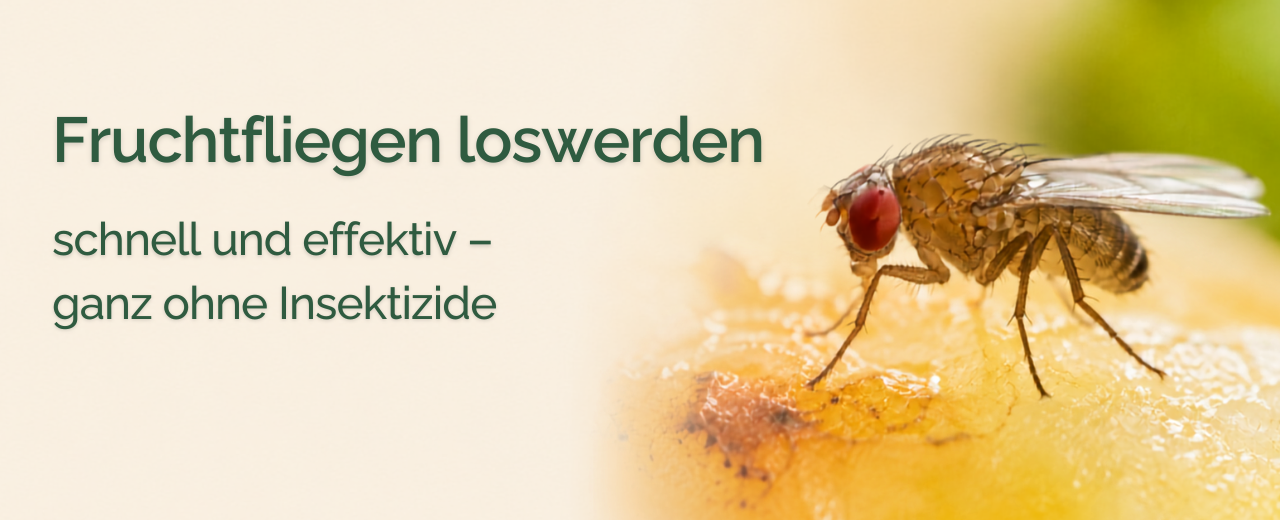 Fruchtfliegen loswerden - schnell und ohne Insektizide