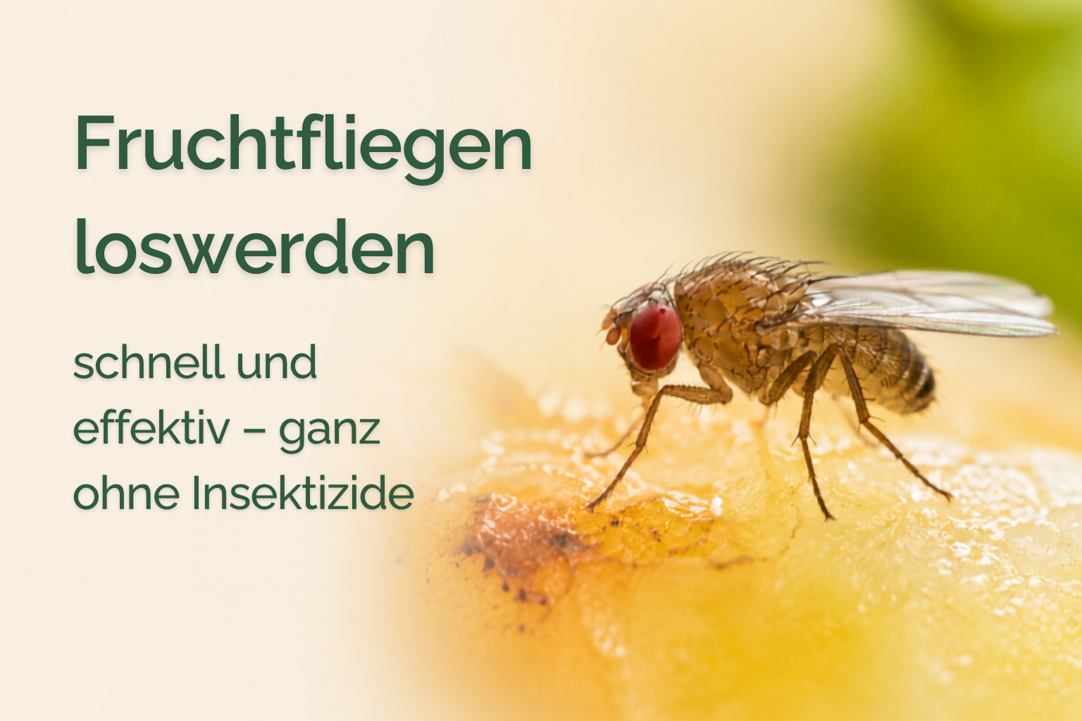 Fruchtfliegen loswerden - schnell und ohne Insektizide