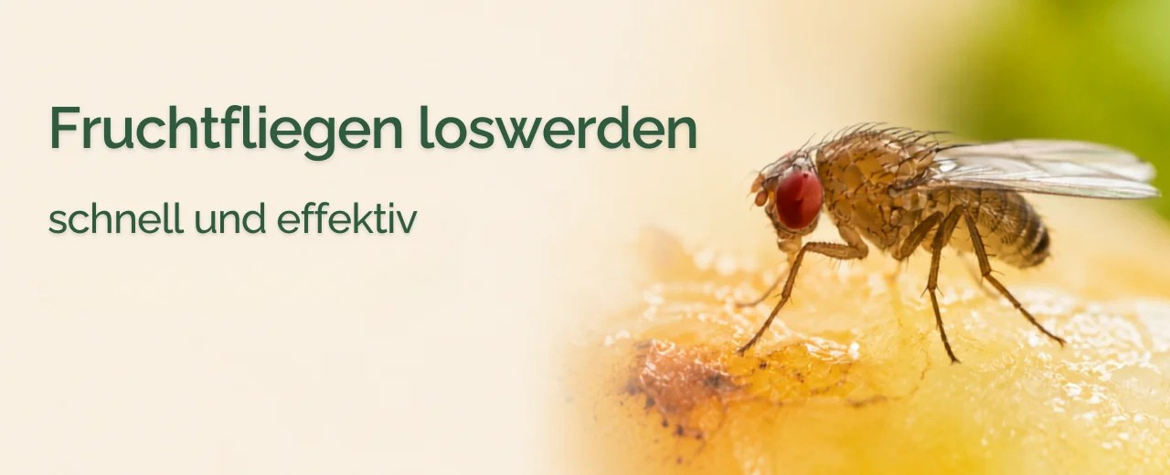 Fruchtfliegen loswerden