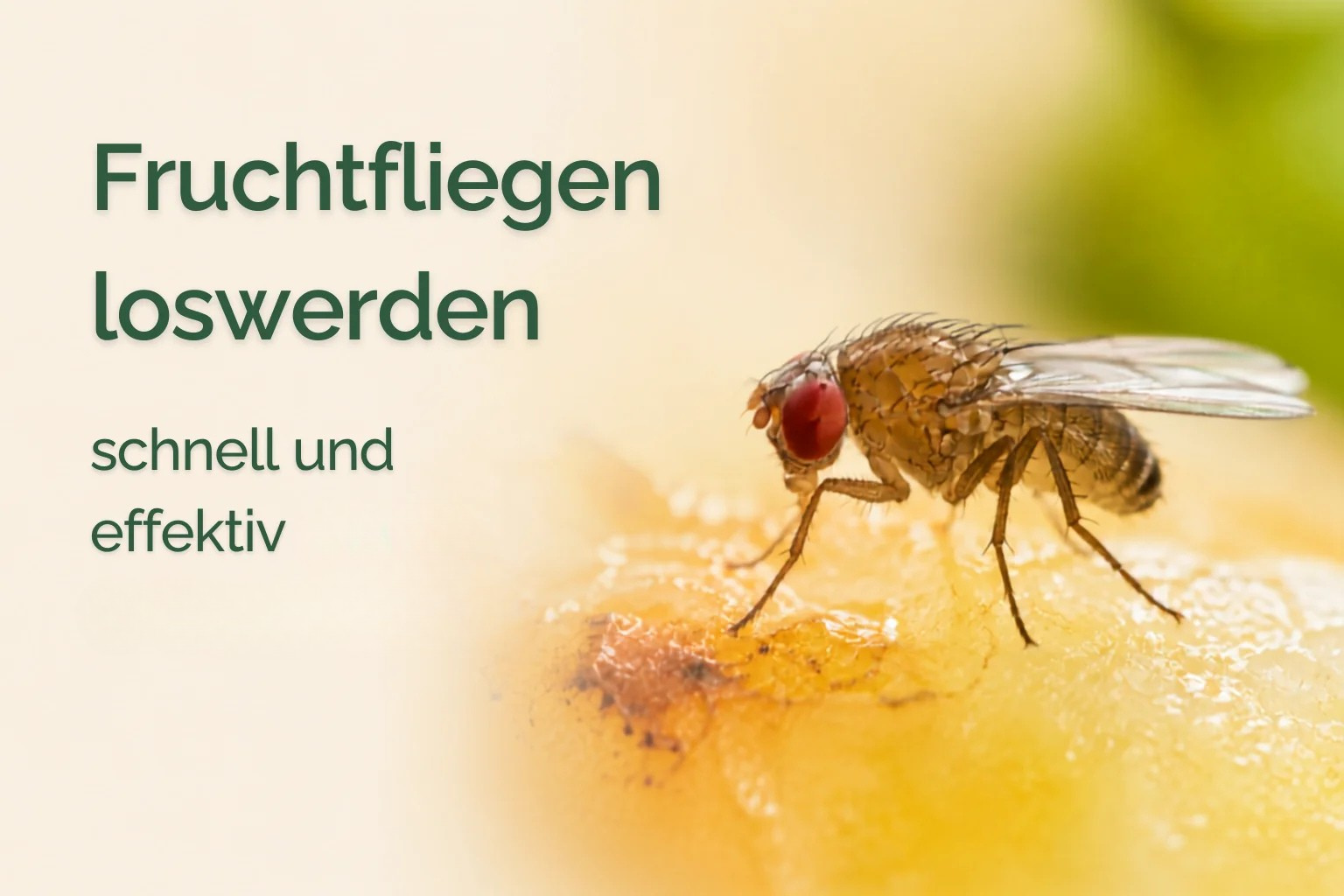 Fruchtfliegen loswerden