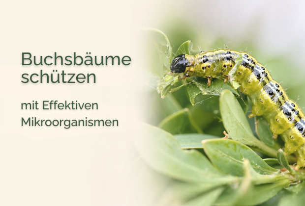 Buchsbaumzünsler bekämpfen