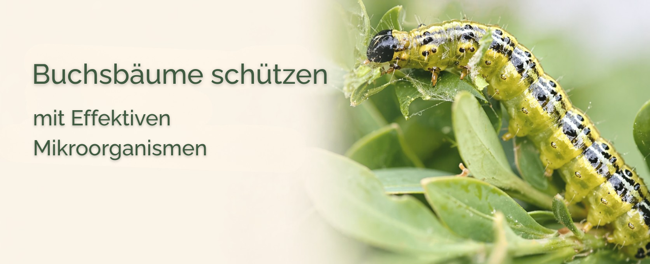 Buchsbaumzünsler bekämpfen