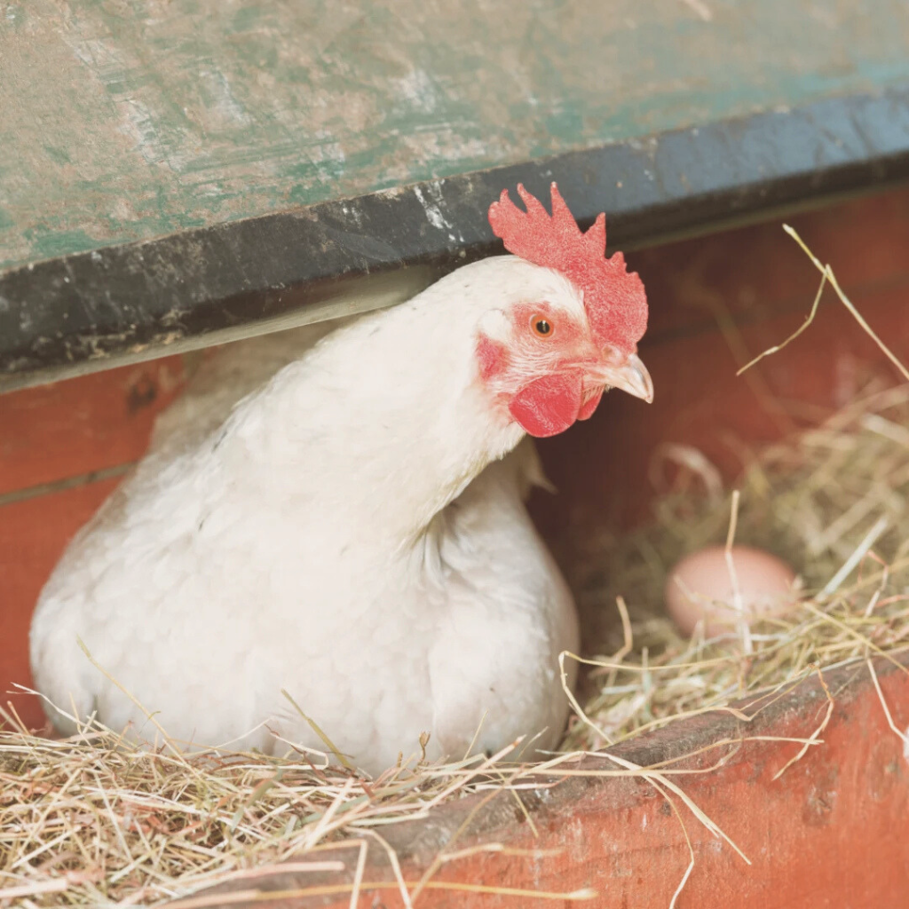Huhn im Nest