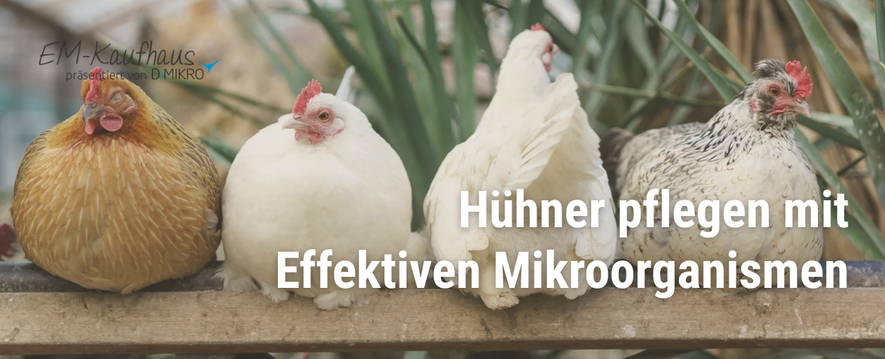 Effektive Mikroorganismen im Hühnerstall
