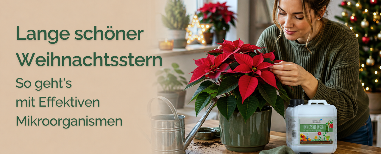 Weihnachtsstern pflegen